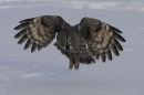 Great Grey Owl in snow