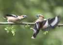 Hawfinch Stand off