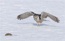 Hawk Owl Swooping on Mouse