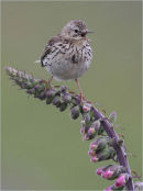 Meadow Pipet on Foxglove
