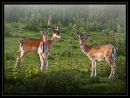 Morning Meeting of the Roe Deer