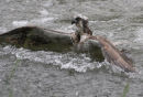 Osprey Fishing
