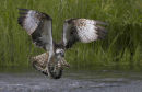 Osprey with Double Catch