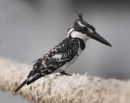 Pied Kingfisher