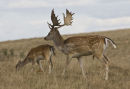 Protective Male Fallow Deer and Young