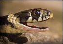 Young Male Grass Snake