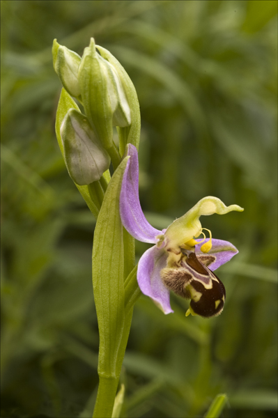 Bee Orchid