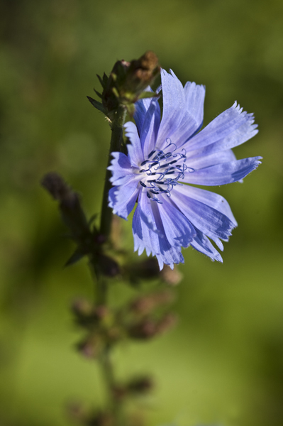 Chicory