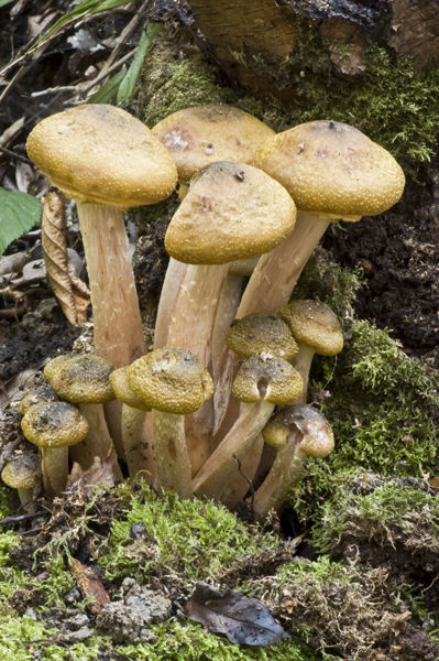Honey Fungus