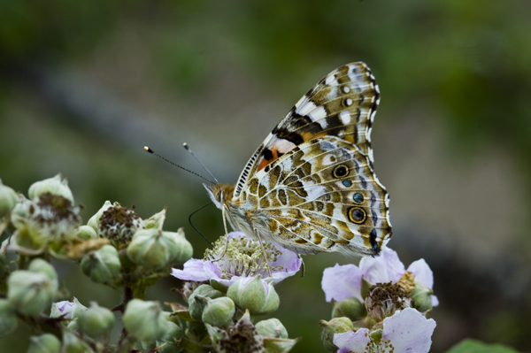 Painted Lady