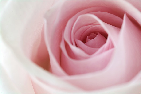 Pink Rose