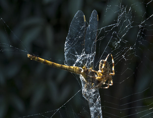 Spider eating dragonfly