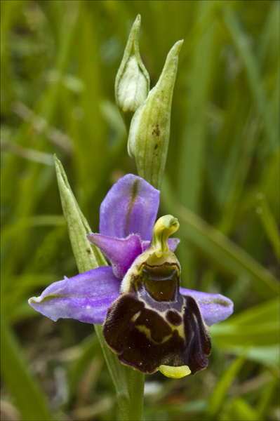 Late Spider Orchid