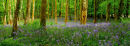 Bluebell wood no. 98