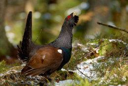 Auerhahn (Tetrao urogallus)