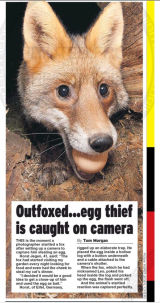 Outfoxed....