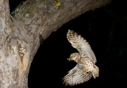 Steinkauz (Athene noctua)