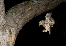 Steinkauz (Athene noctua)
