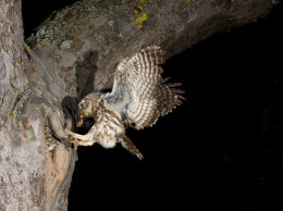 Steinkauz (Athene noctua)