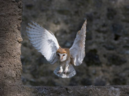 Schleiereule (Tyto alba)