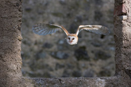 Schleiereule (Tyto alba)