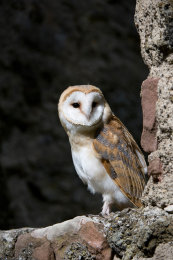 Schleiereule (Tyto alba)