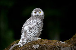 Schnee-Eule (Bubo scandiacus, Nyctea scandiaca)