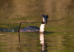Haubentaucher (Podiceps cristatus)