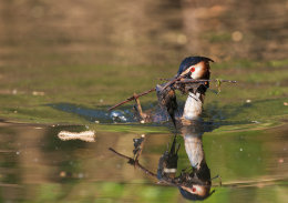 Haubentaucher (Podiceps cristatus)