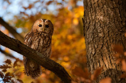 November 2011 Waldkauz (Strix aluco) 