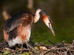 Haubentaucher (Podiceps cristatus)