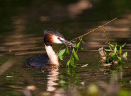 Haubentaucher (Podiceps cristatus)
