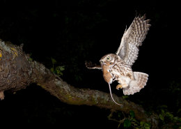 Steinkauz (Athene noctua) mit Beute