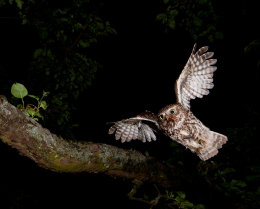 Juli 2010 Steinkauz (Athene noctua) mit Maikäfer