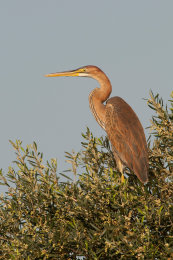 Purpurreiher (Ardea purpurea)