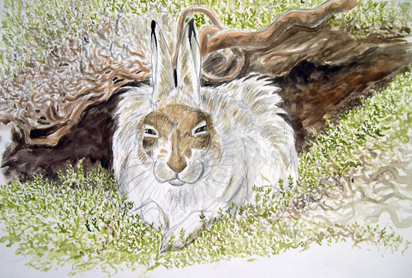 Mountain Hare