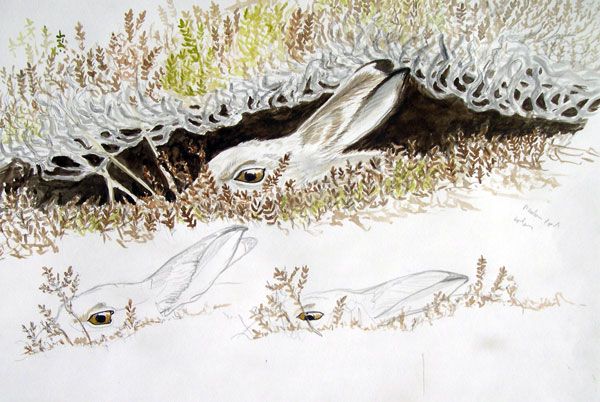 Mountain Hares