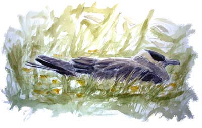 Incubating Arctic skua