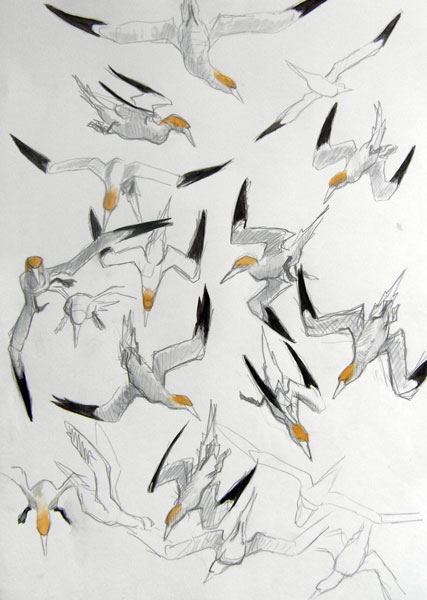 Gannets diving2