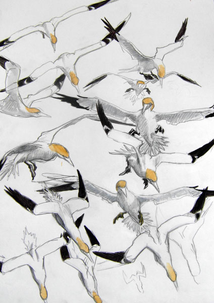Gannets diving 1