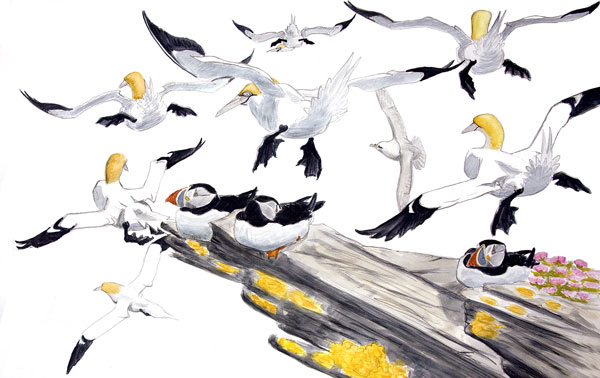 Gannet drawing for panel