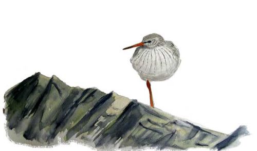 Redshank