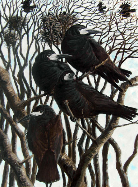 Rooks at Kergord