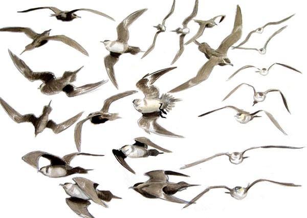 Arctic skua flight studies