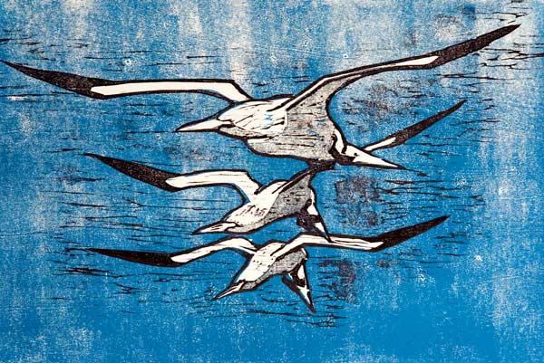 Gannet trio