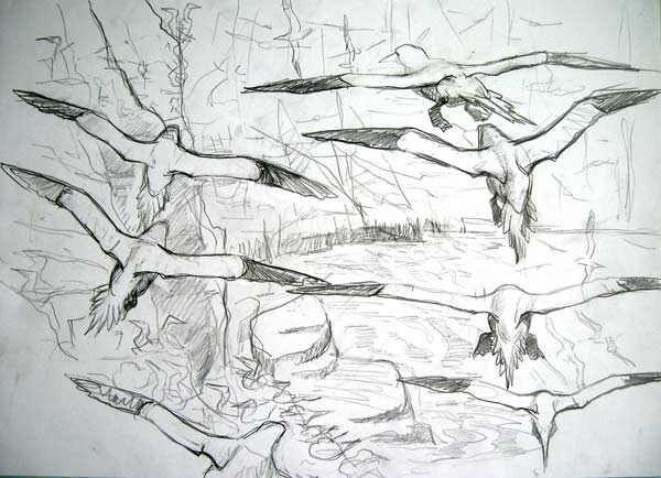 Gannet studies