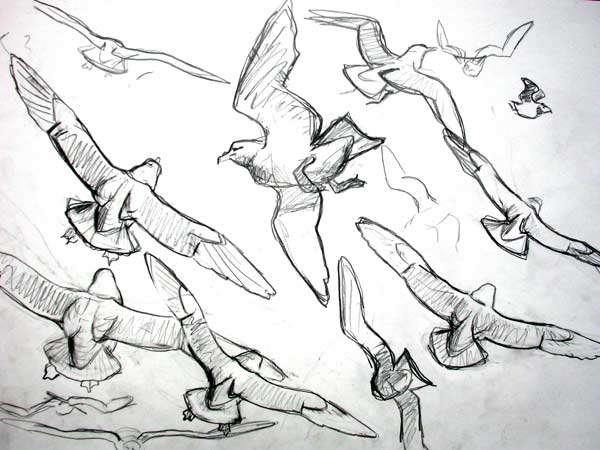 Fulmars