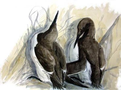 Guillemots
