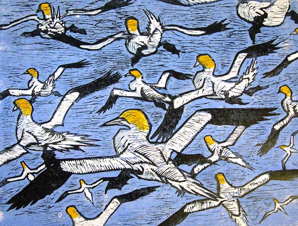 Noss Gannets