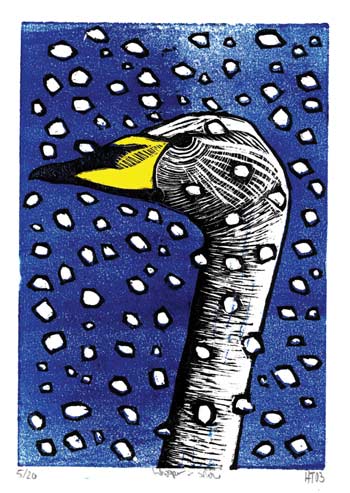 Whooper Swan